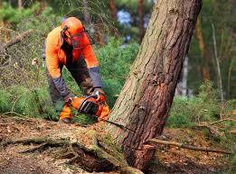 How Our Tree Care Process Works  in  Maysville, KY